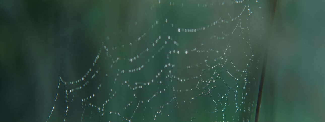 A cobweb covered in morning dew