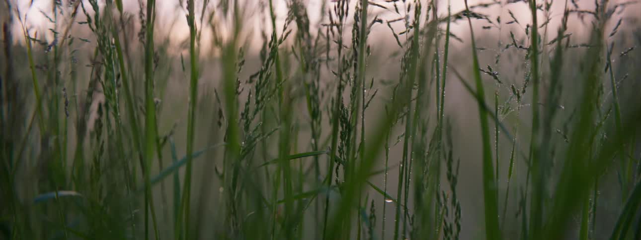 Close up tall grass reeds outdoors during the day