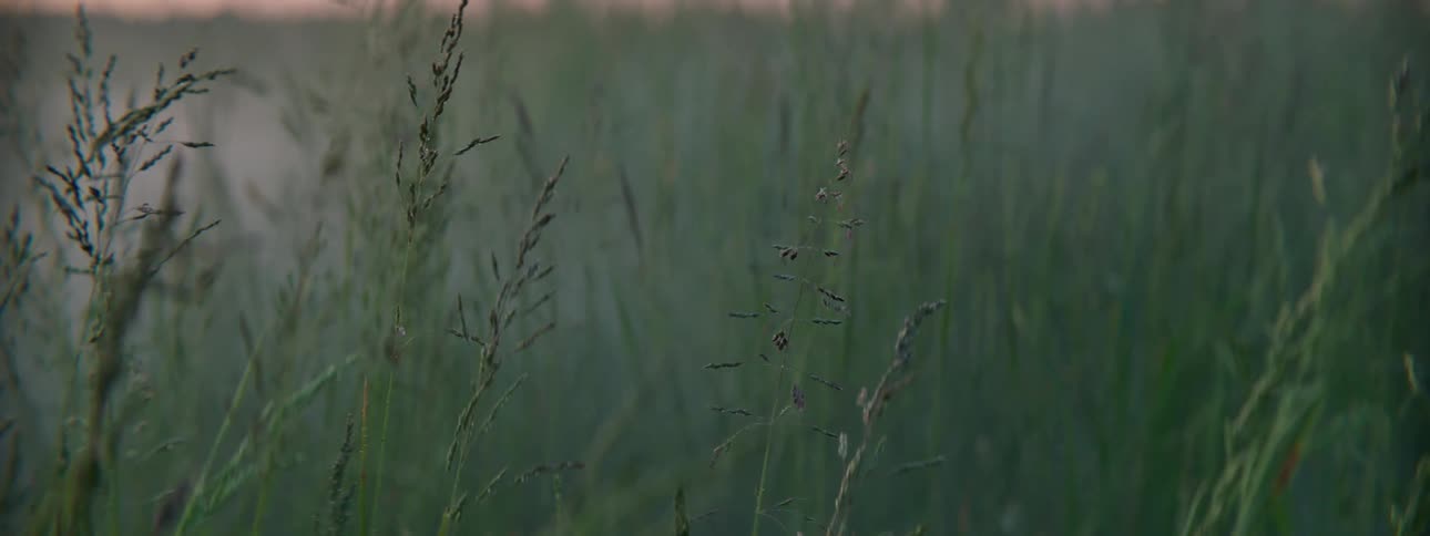 Fog creeping between reeds