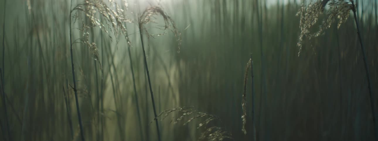 Sunlight illuminated the meadow during the sunny morning