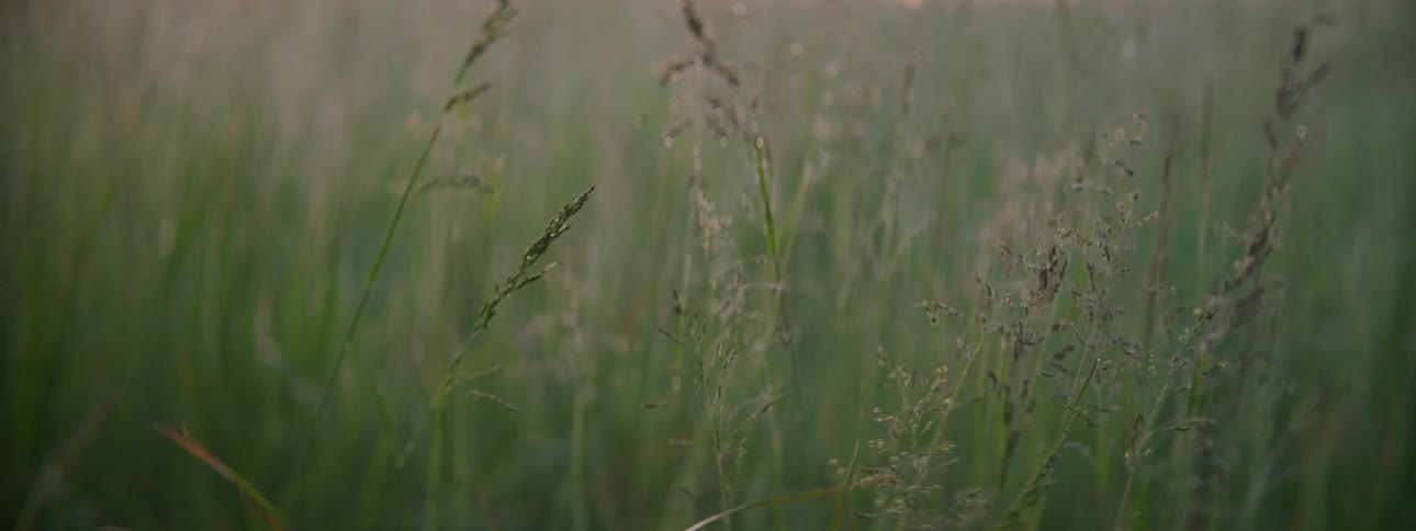 The landscape depicts a johnson grass field
