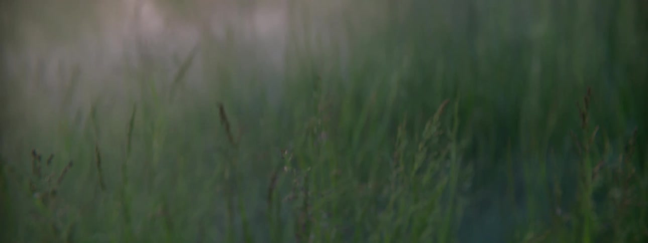 A field full of grass has a thick layer of mist that is settled over it