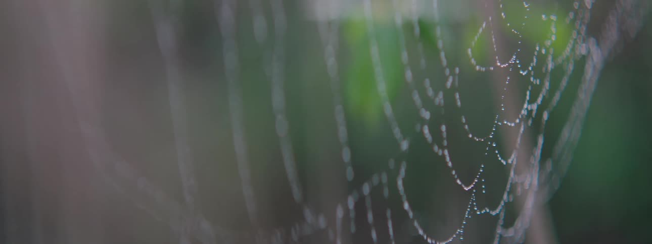Spiderweb sways slightly in the breeze