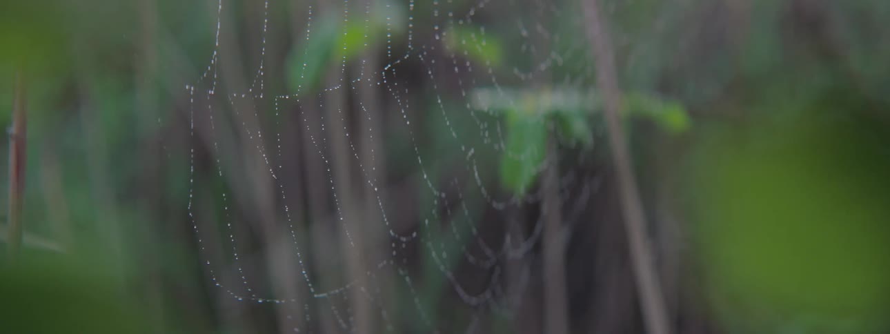 A cobweb covered in morning dew