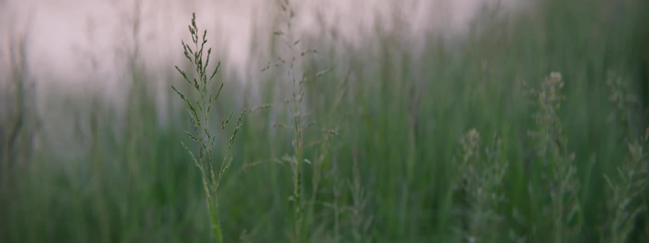 Landscape of a rice field