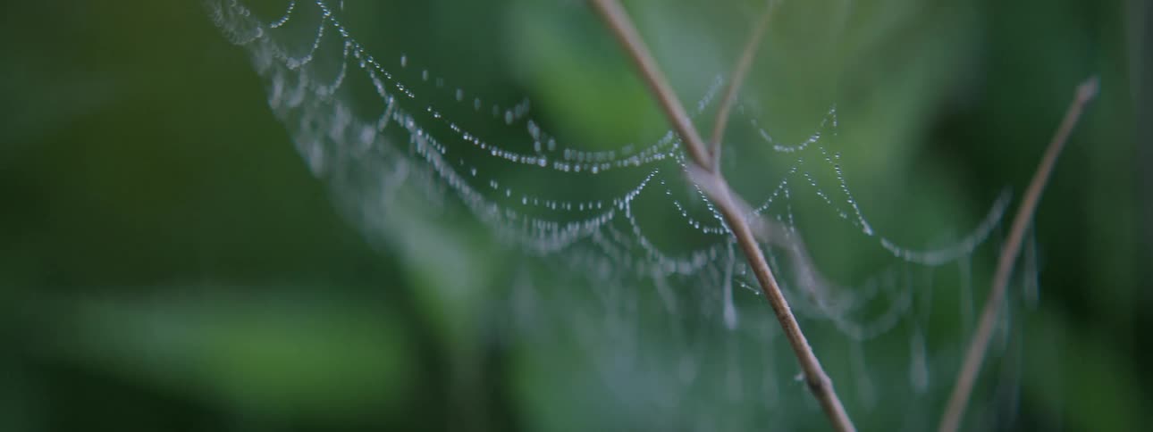 A cobweb covered in morning dew