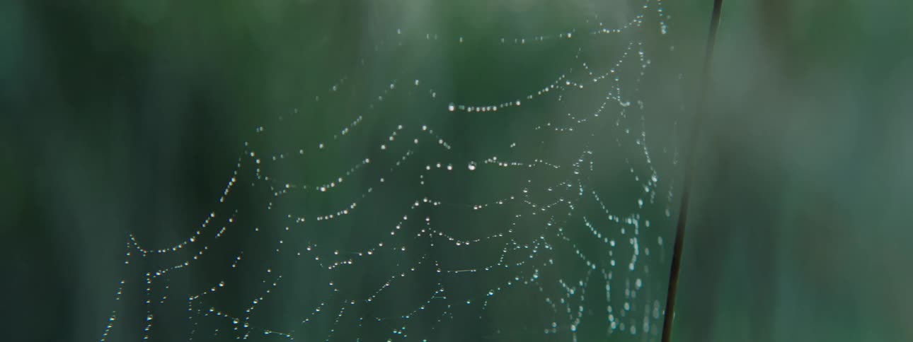 A spider web covered with dew
