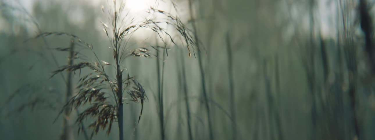 The long grass sways gracefully in the wind