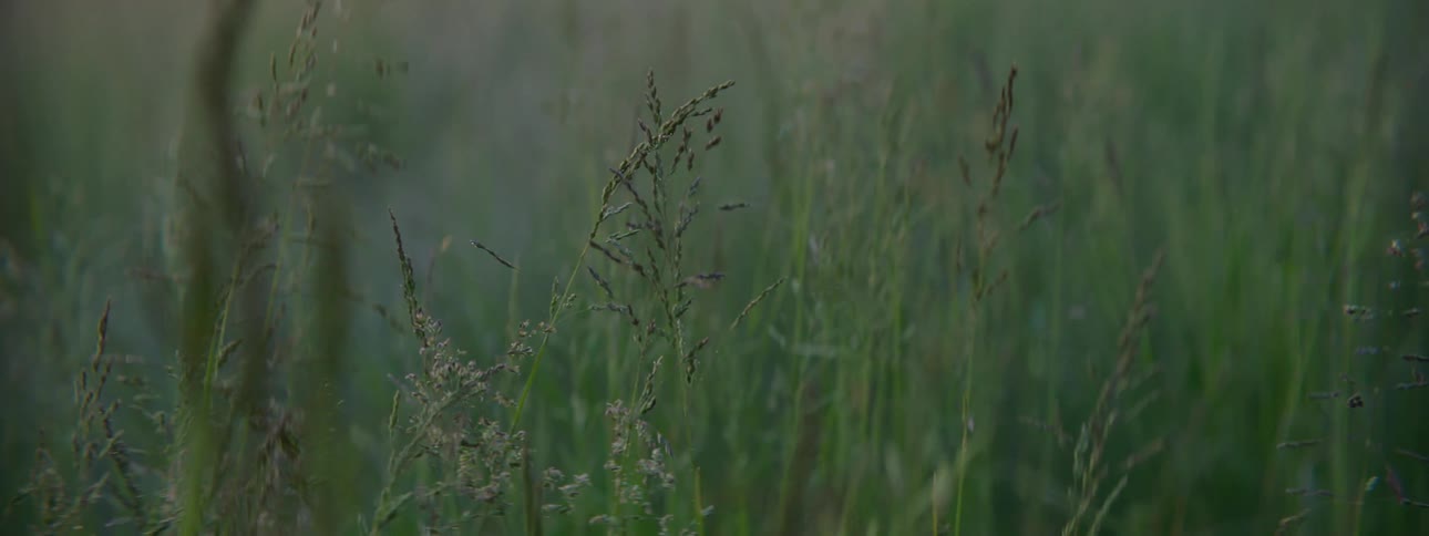 Tall weeds blowing in the breeze at sunrise