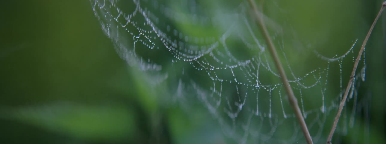 The spiderweb outside is empty
