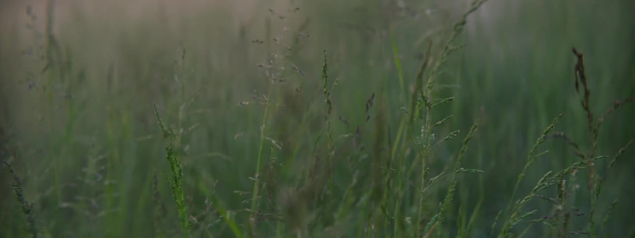 A farm growing grains