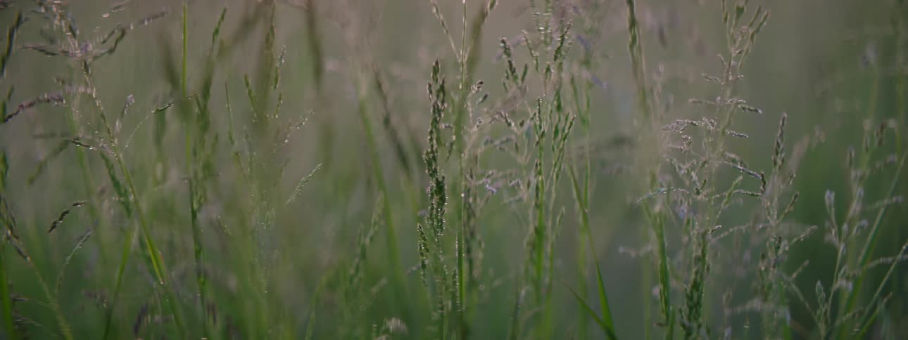 Closeup of meadow plants during the day