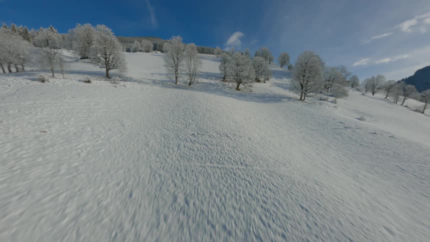 A forest covered in snow in the winter