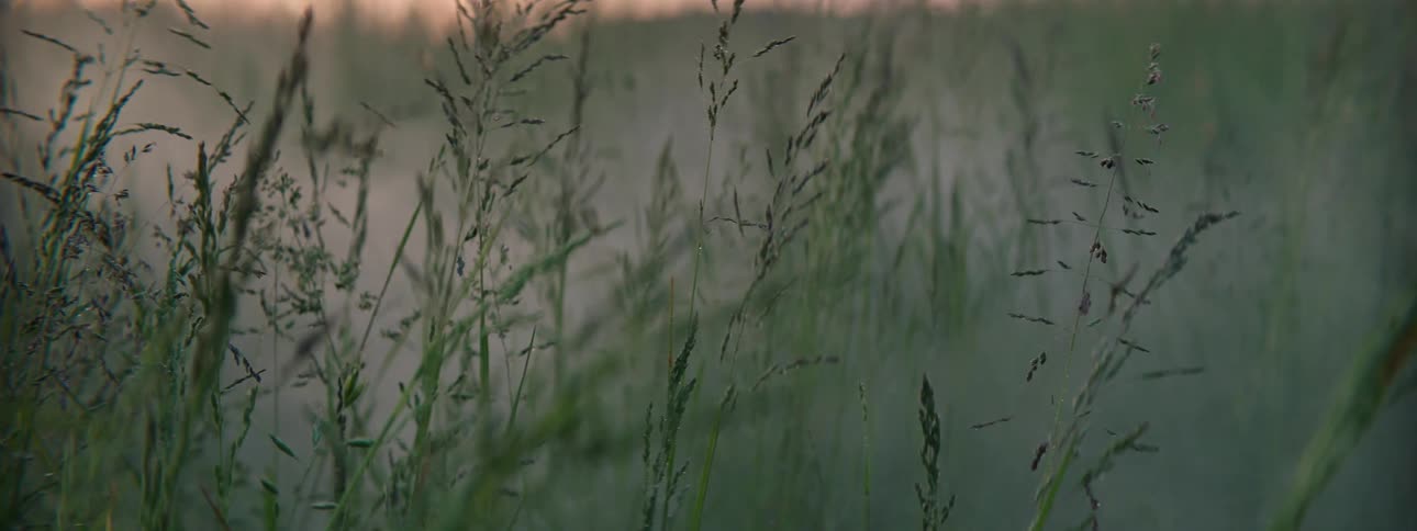 Grass grows in nature