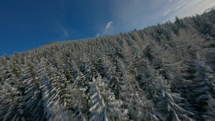 Aerial flyover off forest tree tops blue sky on horizon
