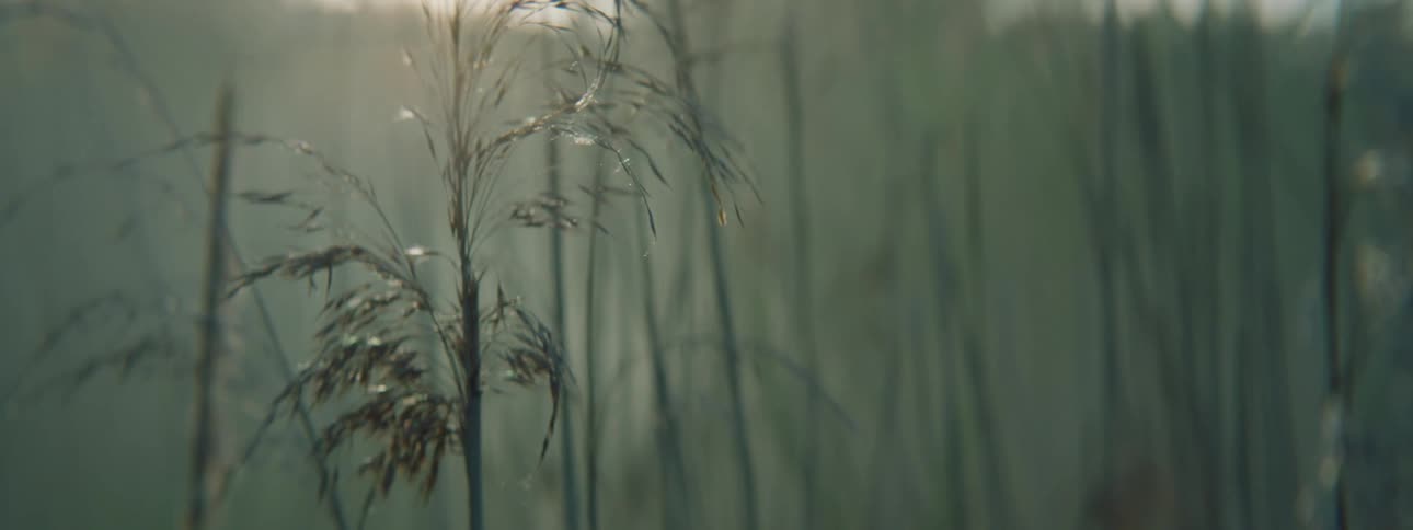 Several grass reeds and there is sunlight shining on them as they move in the wind
