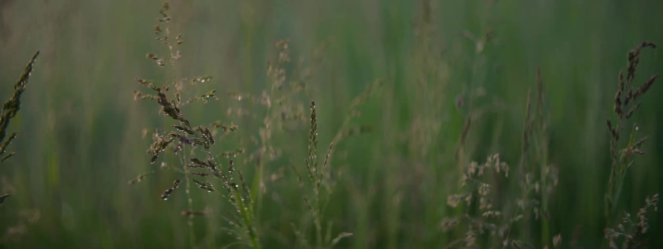 Grass grows in nature