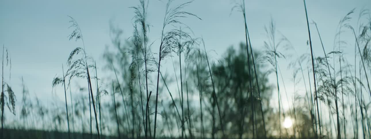 Some tall grass and back in the sun brightening the day in the morning