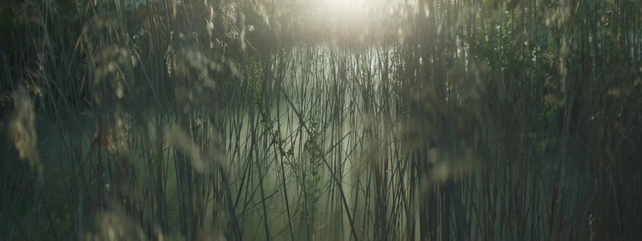 Tall grasses wave in the breeze on a foggy day