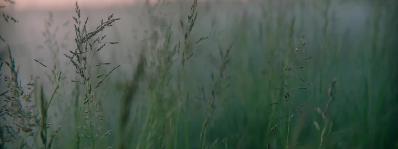 Tall grasses in a foggy field wave in the breeze under a red tinted sky