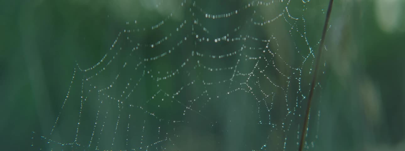 A circular shaped spider web mounted on a thin stick