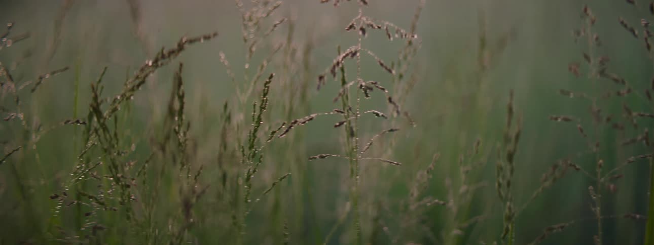 Closeup of grass in a meadow at dawn