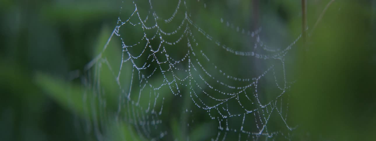 A spider web moving due to the wind and behind it are blurred green plants