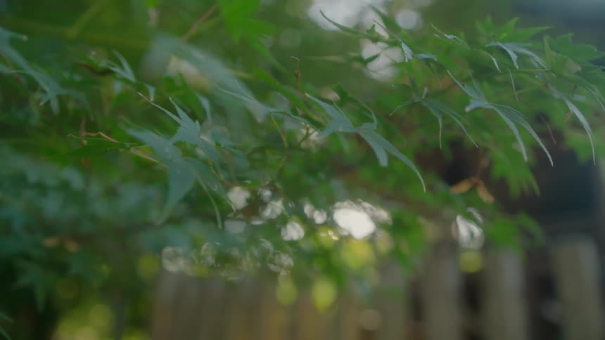 Green leaves sway in the wind