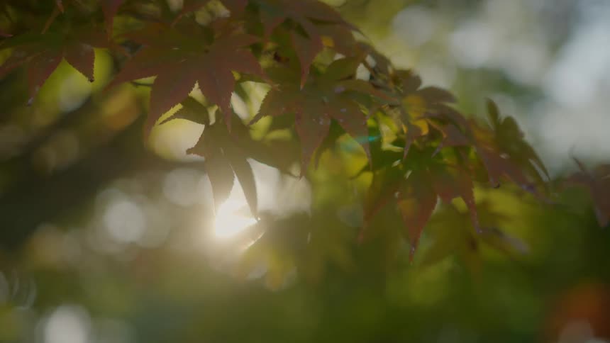 Yellowed tree leaves wave gently on a branch