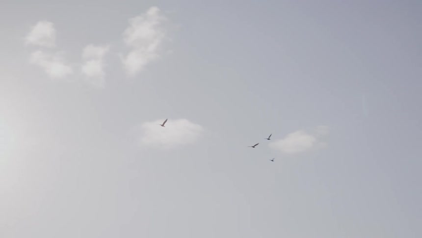 A small group of birds flying in the sky that is shining