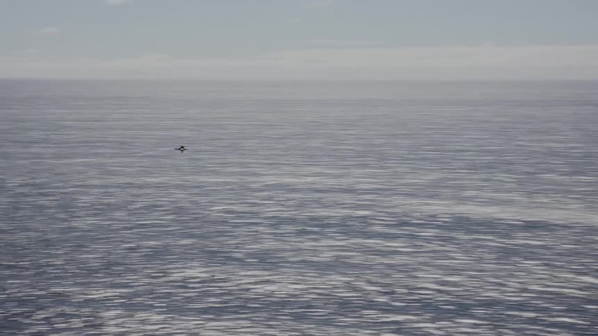 Bird flies across ocean water near coast on a cloudy day