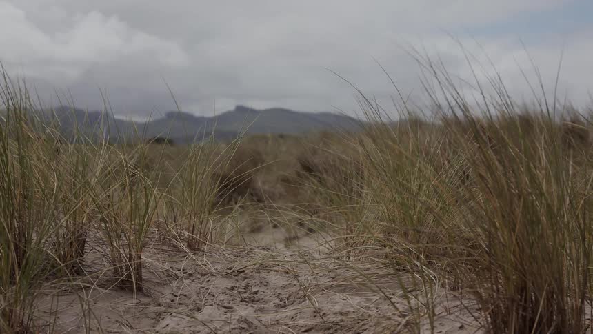 Grass waves in the wind on a beach