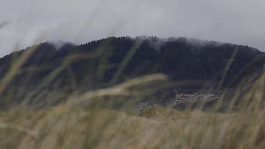 Wind blows long grass in front of a mountain on a misty winter day
