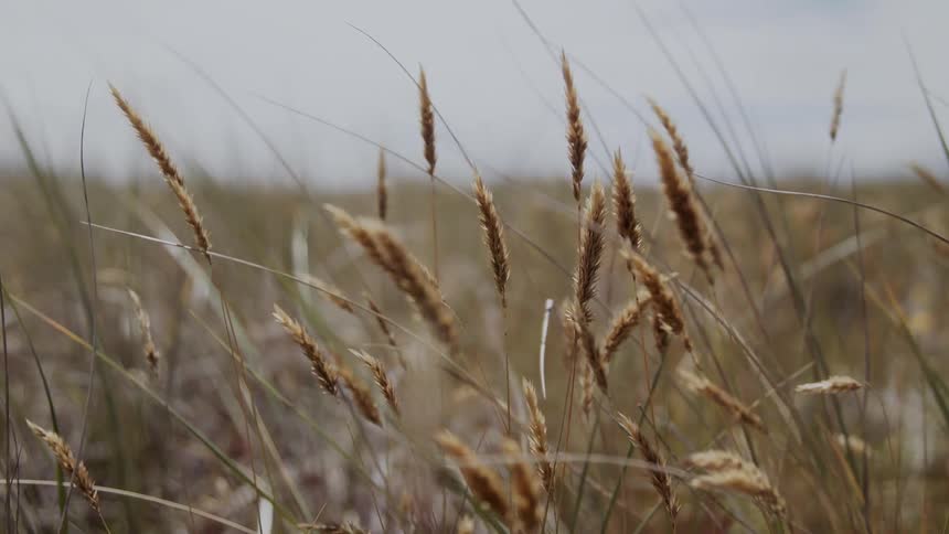 A view of some grasses outdoors in a field