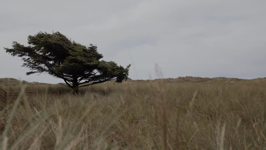 A view of some grass and trees blowing in the wind outdoors