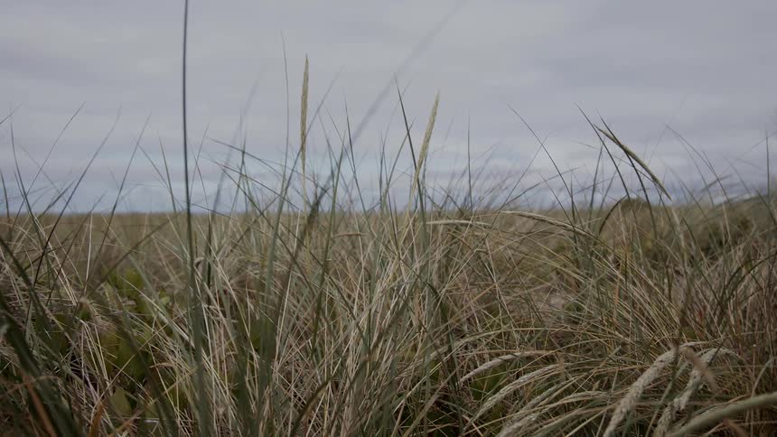 A field full with grass turning brown