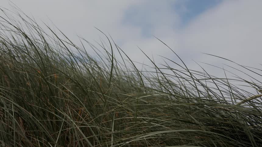Grass waves in a slight wind