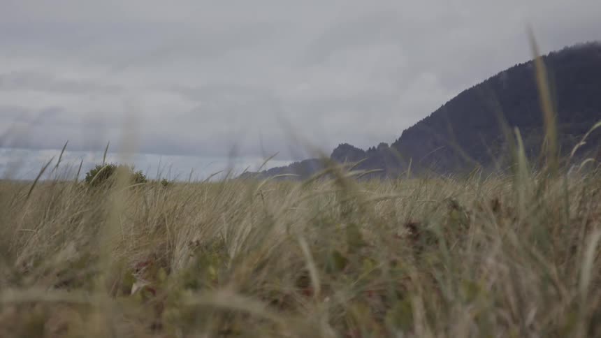 Top of a grass field near the sea at midday
