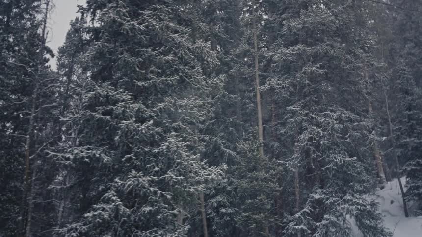 A forest of tall pine trees in a region that is snowing and there is a ski lift to the left