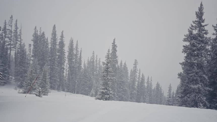 A forest of pine trees in a region with snowcovered ground and the sky is also white