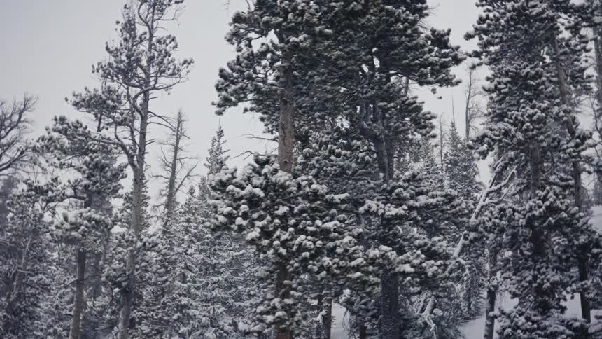A forest of snow covered fir trees