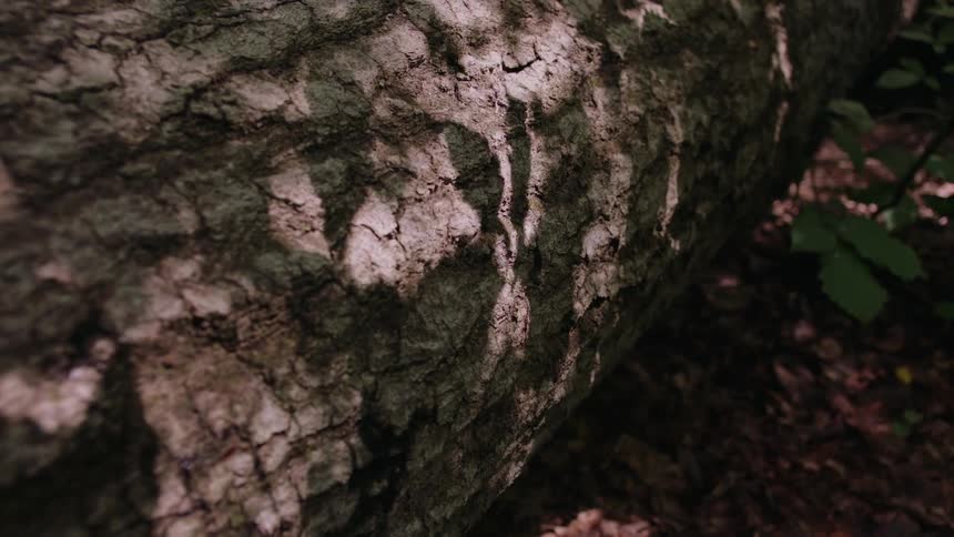 Close up of green moss growing on a rock in the desert
