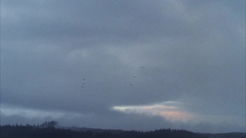 A small flock of birds flies in a cloudy sky over a forest