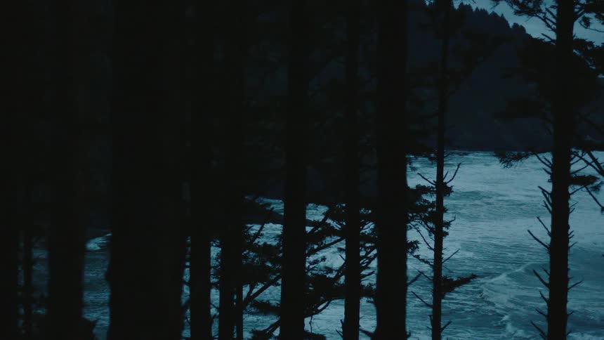 Silhouette of trees in a forest on a dark morning next to the sea with the reflections of a lantern light passing by