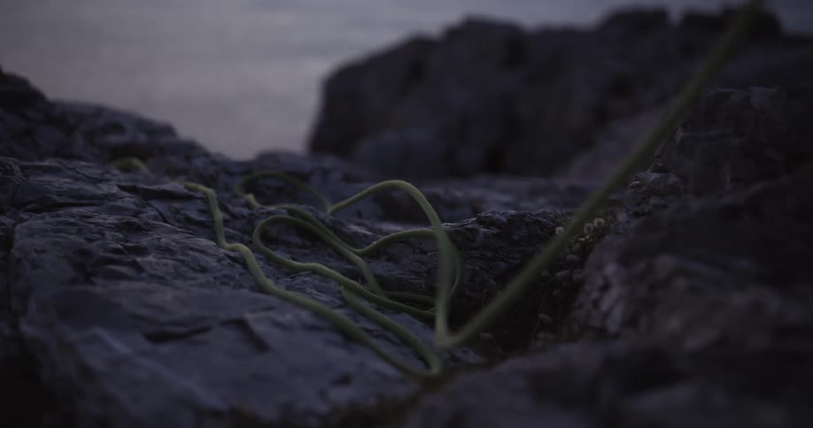 A green rope rests on dark jagged rocks near the water at dusk