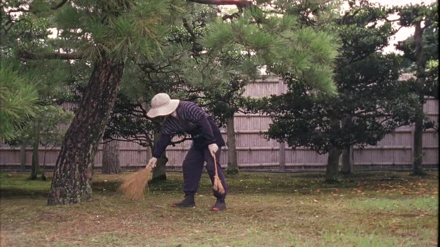Gardener holding a small rake sweeps the yard near a large conifer