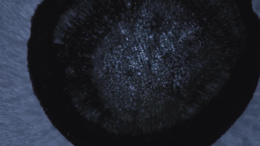 Round black fluid expanding and small abstract shiny bluish balls appearing