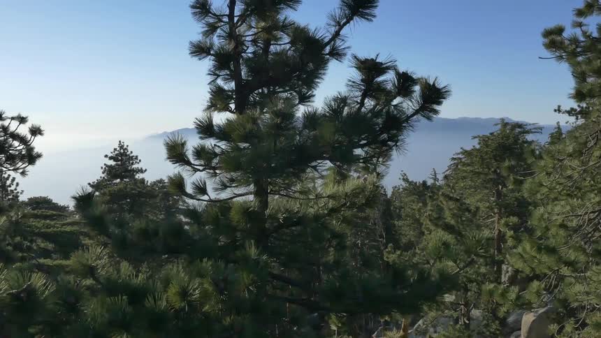 Aerial view of a pine forest near a cloud covered valley next to a mountain