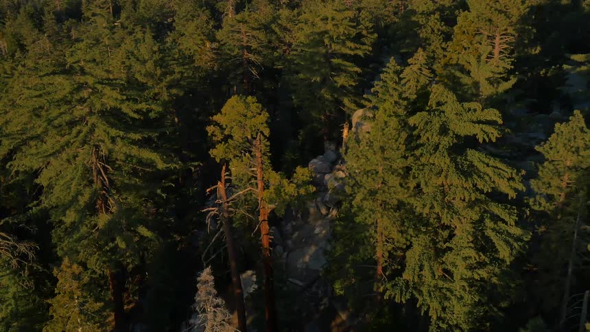 Aerial view of a dense forest