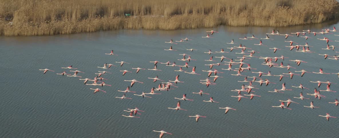 Flock of flamingos flies over a lake near the weeds on land